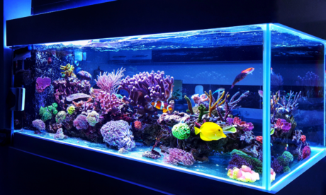 Advanced Diploma In Aquarium And Fish Care