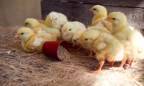 Diploma in Poultry Farming