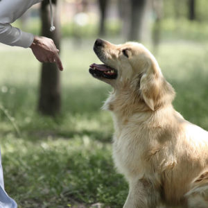 Diploma in Dog Training