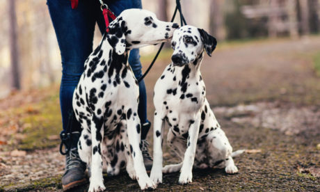 Pet Sitter and Dog Handler Training - Level 3