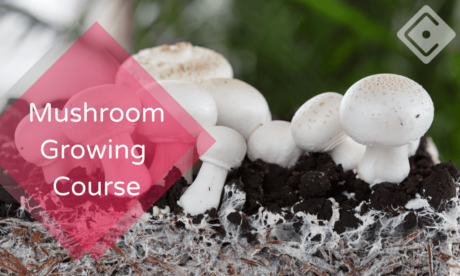 Mushroom Growing Course