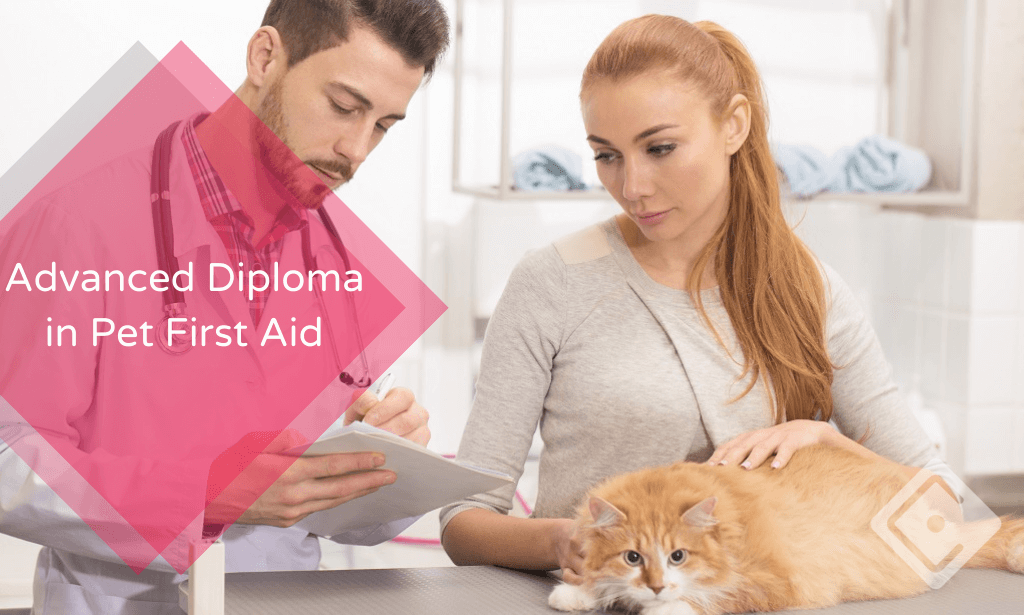 Advanced Diploma in Pet First Aid