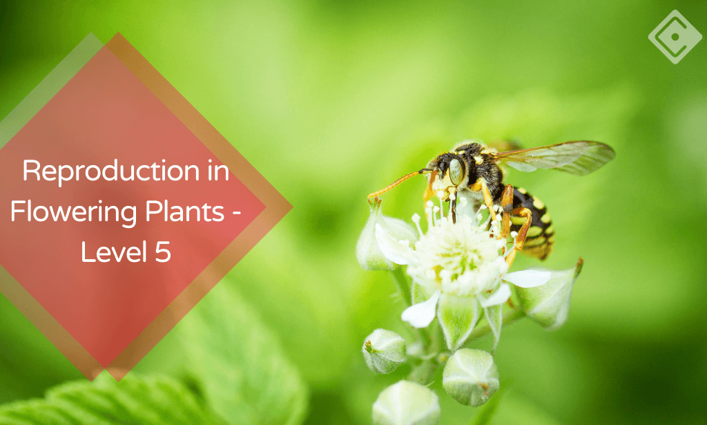 Reproduction in Flowering Plants - Level 5