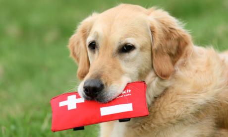 Pet First Aid and CPR Training