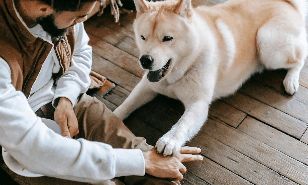 Pet Sitting and Animal Care Training