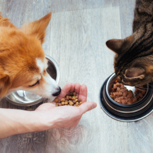 Dog Care and Pet Nutrition Online Course