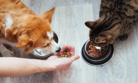 Dog Care and Pet Nutrition Online Course