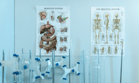 Diploma in Human Anatomy and Physiology