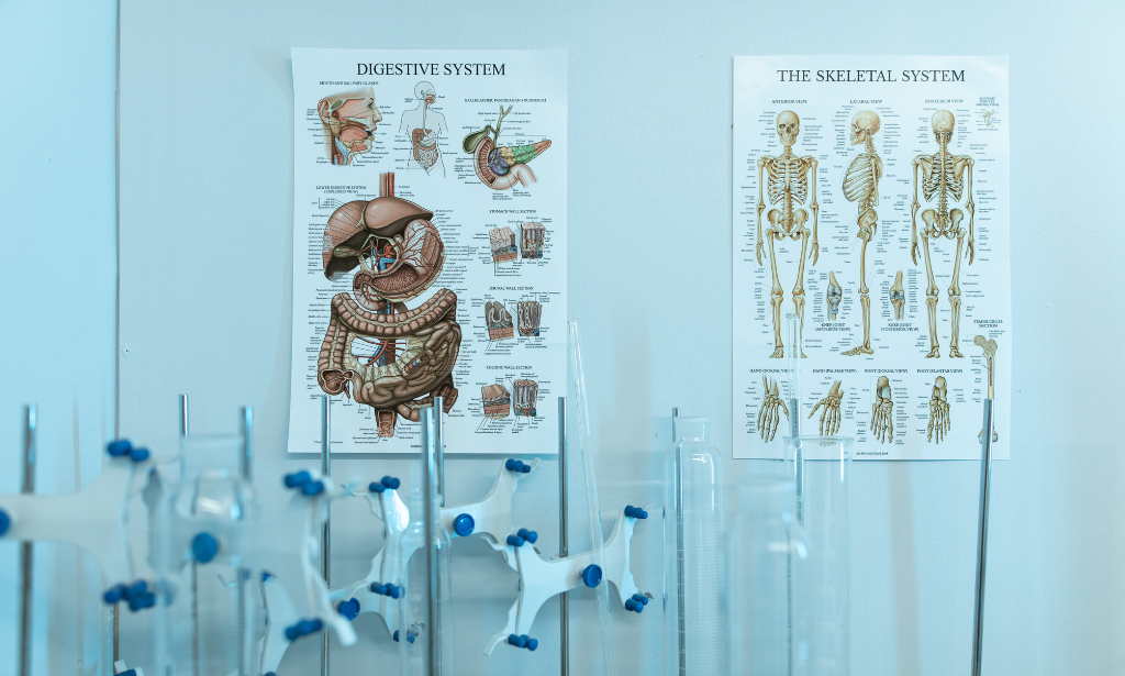 Diploma in Human Anatomy and Physiology