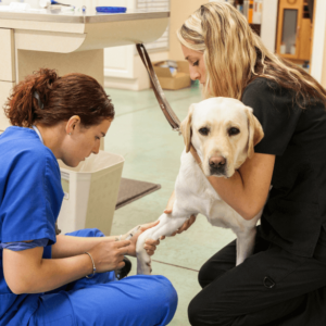 Veterinary Assistant Diploma