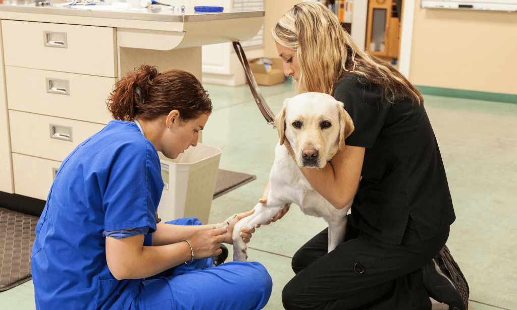 Veterinary Assistant Diploma