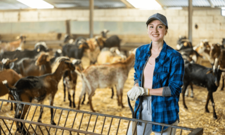 Goats Farming Course