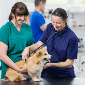 Veterinary Nurse Course
