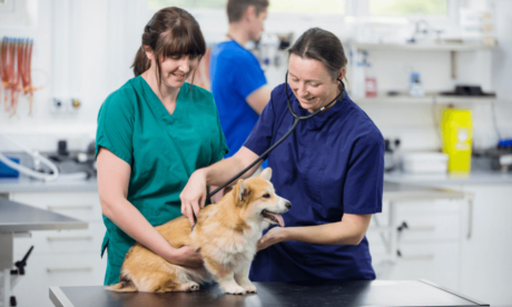 Veterinary Nurse Course